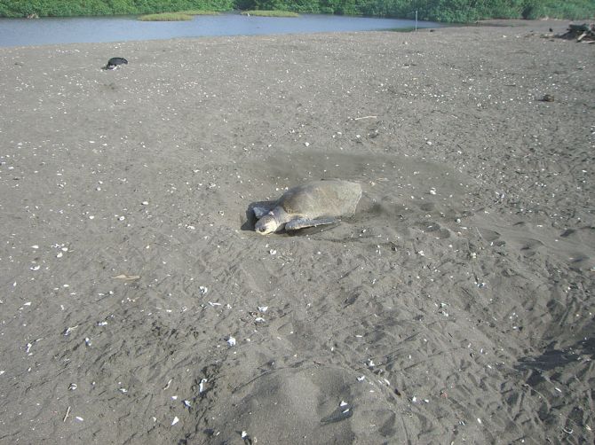 Olive Ridley Sea Turtle Laying Eggs