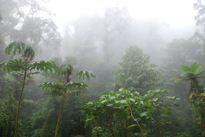 Monteverde Cloud Forest in the clouds
