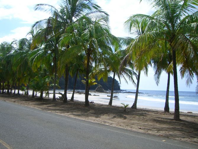 Plam Tree lined beach at Playa Carrillo