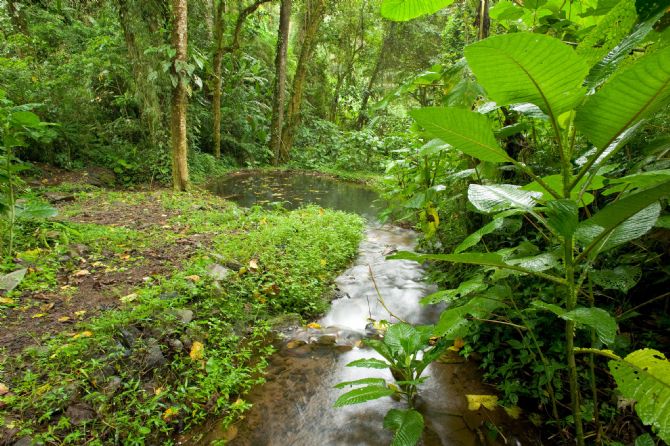 Beautiful rainforest next to Guapiles