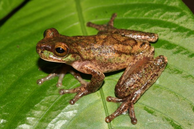 The rarest tree frog, Isthmohyla rivularis, © Andrew Gray