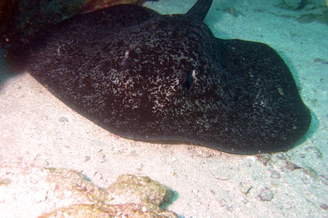 Ray at Isla del Coco