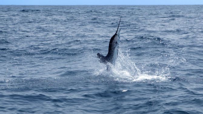 Sailfish jumping out of the water