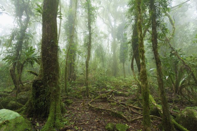 Santa Elena Nat. Park cloud forest sanctuary