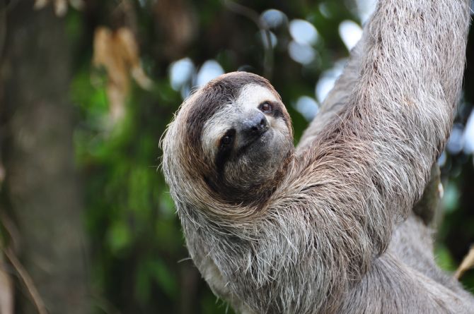 Amazing three toed sloth in Manuel Antonio