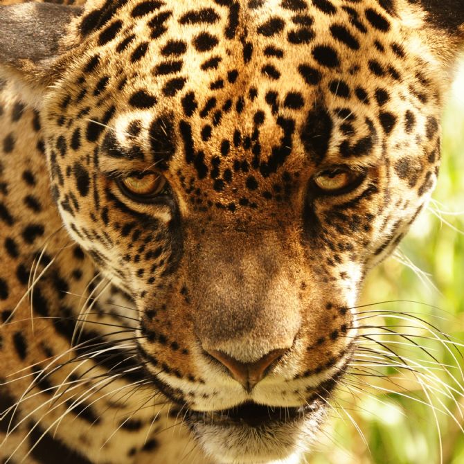The steel eyes of a Jaguar in Costa Rica
