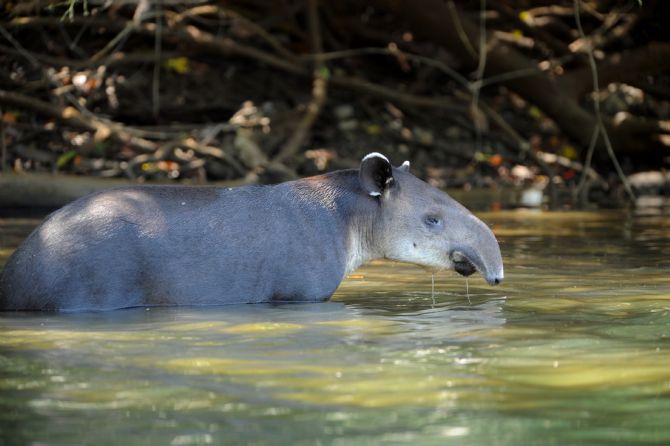 Adult Male Tapir in Corcovado National Park
