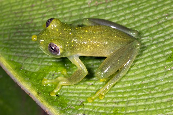 Yellow-flecked Glass Frog at Rio Macho Forest Reserve
