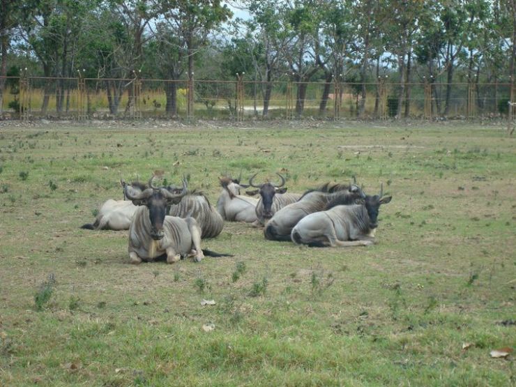 Group of Ñus in Africa Mia, Liberia