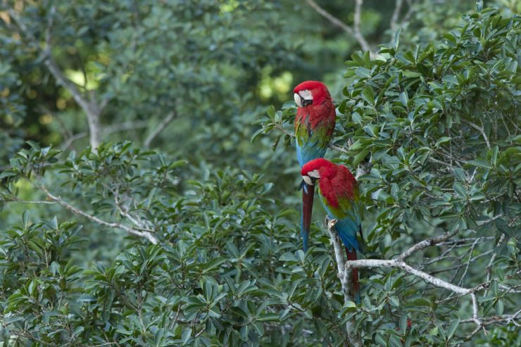 A pair of Scarlet Macaws (Ara macao) in a tree on the Osa Peninsula