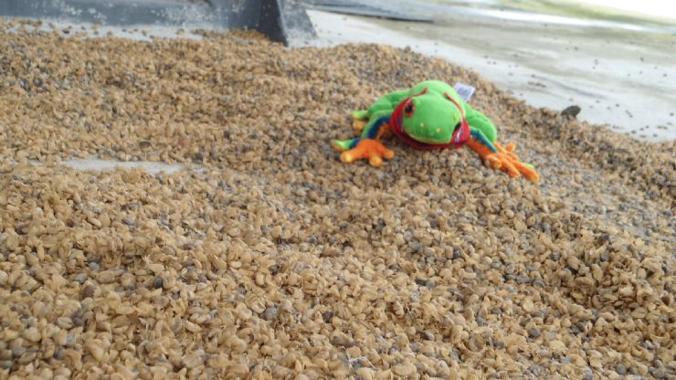 Javi the Frog next to coffee dried beans