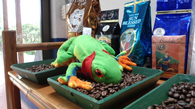 Javi the Frog inspecting roasted coffee