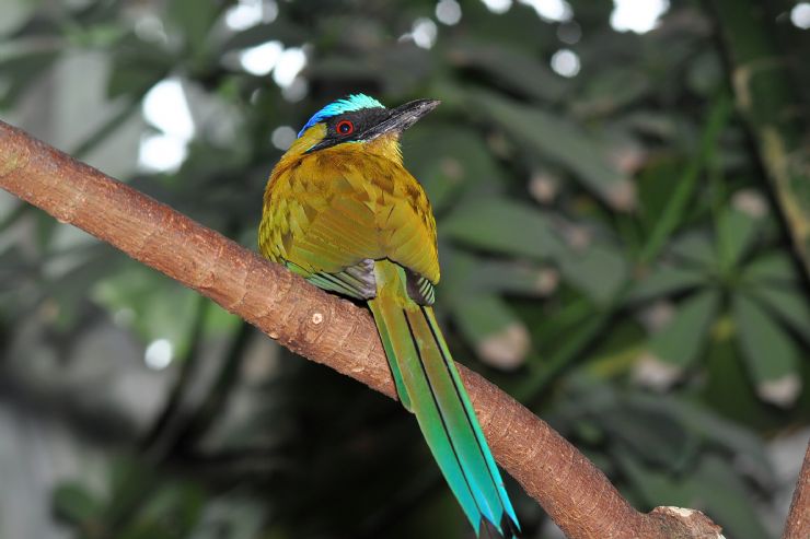 A Blue-crowned Motmot in Curú Wildlife Refuge