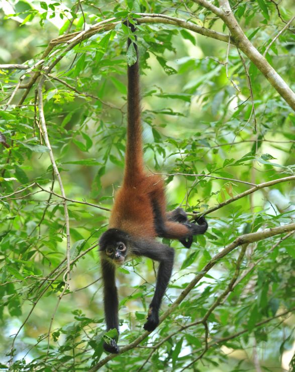 Central American Spider Monkey hanging by tail from tree