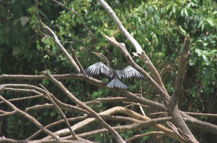 Chestnut bellied Heron in Cano Negro