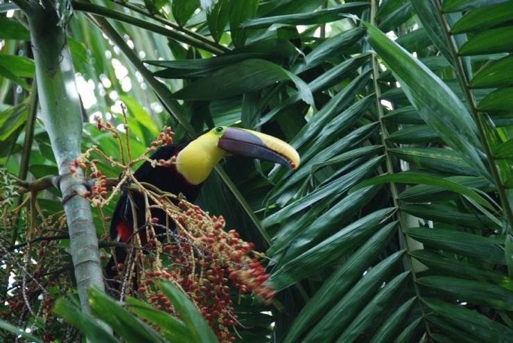 Chestnut mandibled Toucan at Corcovado