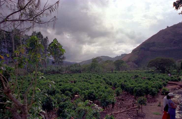 Orosi Coffee Plantation