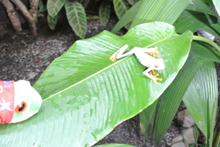 Javi the Frog with its cousin at La Paz Waterfall Garden