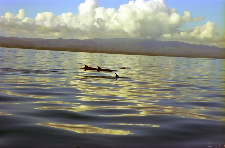 Dolphin Pods in the Gulfo Dulce