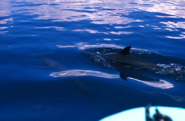 Dolphin off of Puerto Jimenez close to Carate