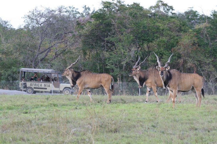 Eland in Savannah at Africa Mia