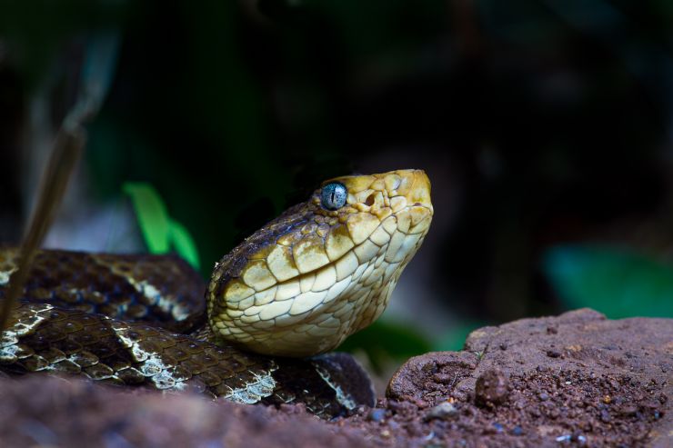 Watch out for deadly snakes