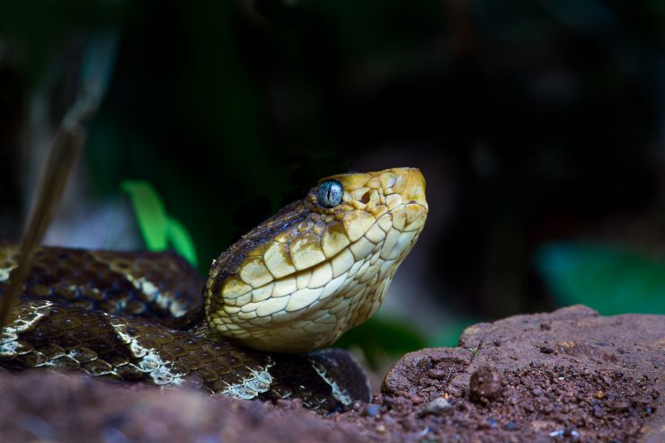 Fer-de-Lance Snake in Corcovado National Park