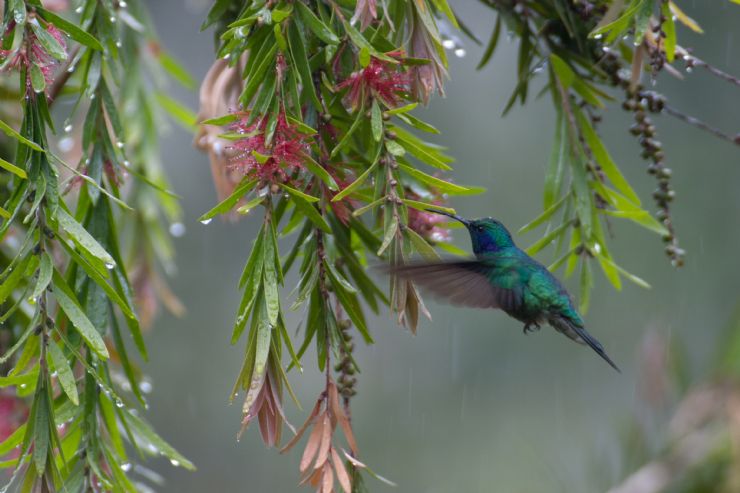 Green Violet-ear Hummingbird in Monteverde Reserve