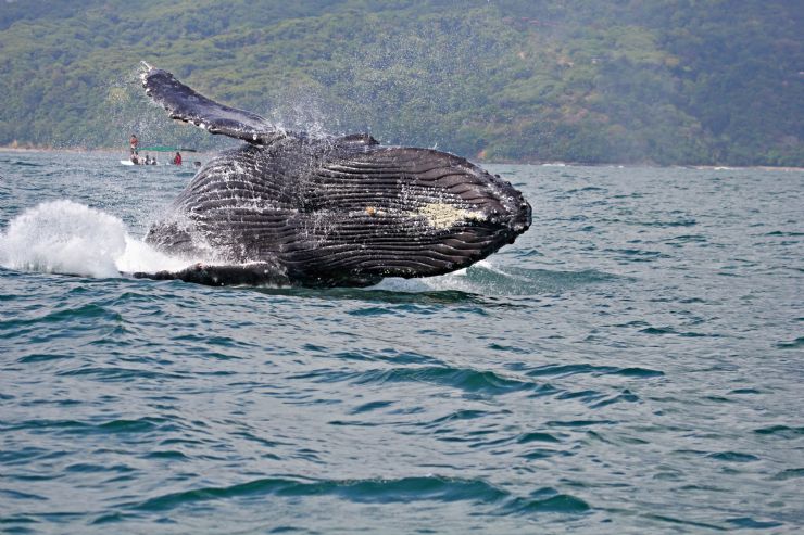 Humpback Whale breaching near Uvita