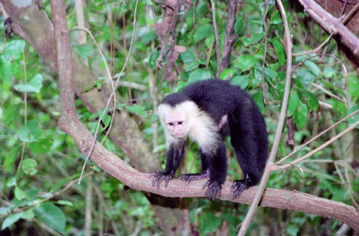 White Faced (Capuchin) Monkey