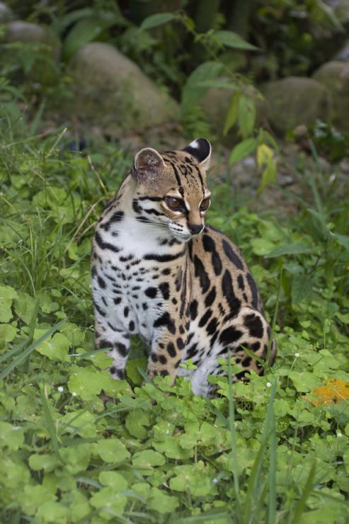 Margay (Leopardus wiedii) in a field in Monteverde