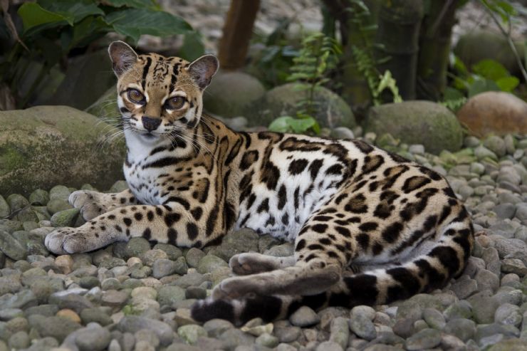Margay on a trail in Corcovado National Park