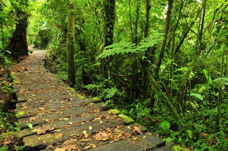 Trail at Monteverde Cloud Forest Reserve</a><br /><br /></td></tr>