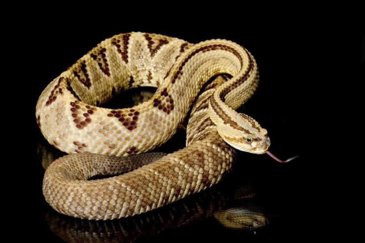 Neotropical Rattlesnake