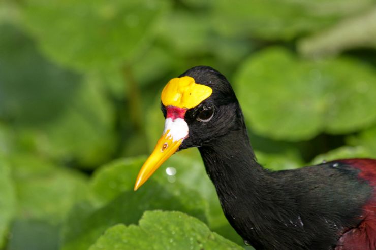 Northern Jacana in Caño Negro Wildlife Refuge