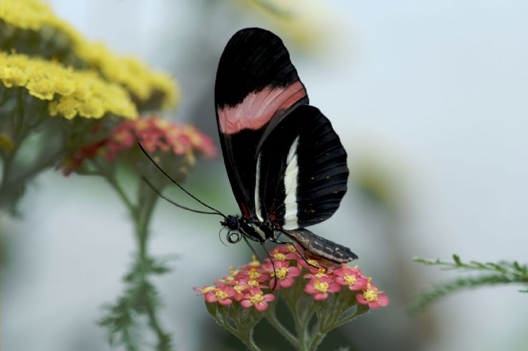 Postman Butterfly at Hitoy-Cerere Biological Reserve