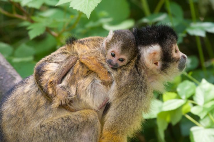 Baby & Mom Squirrel Monkeys spotted at Rincon de la Vieja