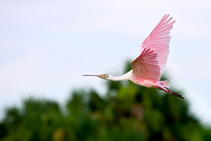 Roseate Spoonbill flying at Pajaros Island Biological Reserve