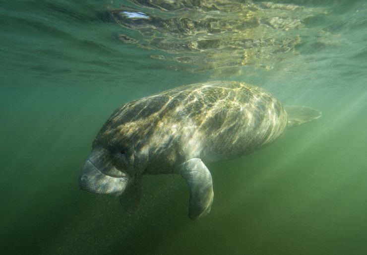 West Indian Manatee in Tortuguero