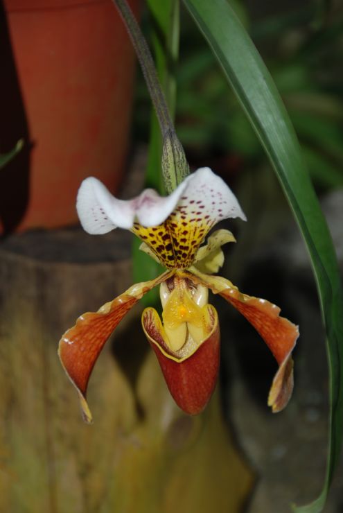 Amazing wild brown orchid in Lankester Gardens