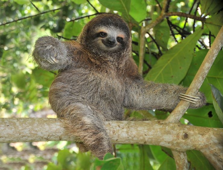 Baby three-toed Sloth sitting in a tree