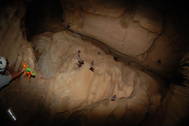 Flying bats with Javi the Frog inside Venado Caves
