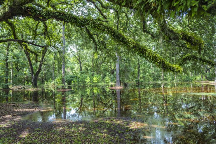 Beautiful Golfo Dulce mangrove
