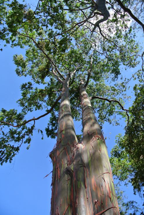 Beautiful tree seen from below in La Sabana