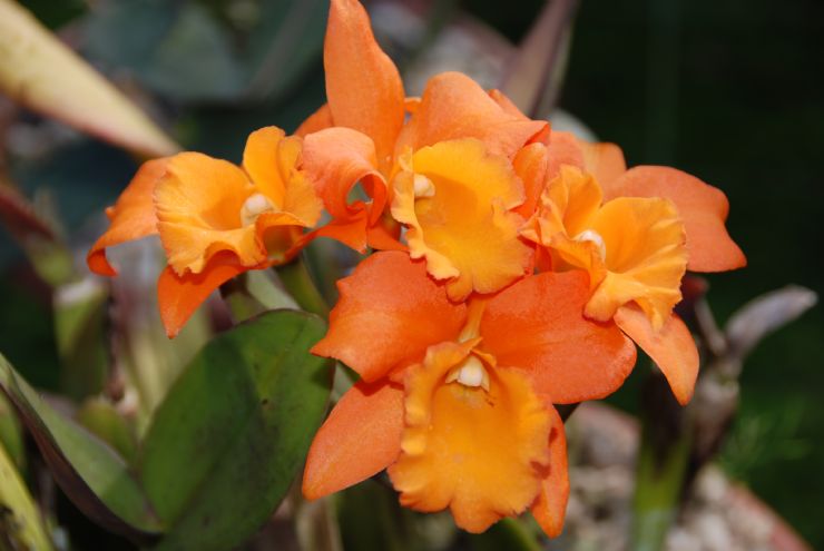 Orange Orchid at Lancaster Gardens