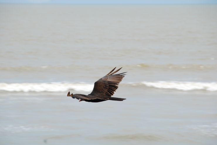 Black Vulture flyin over Playa Zancudo