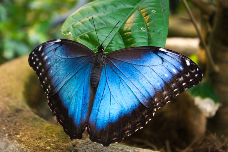 Blue Morpho Butterfly In Monteverde
