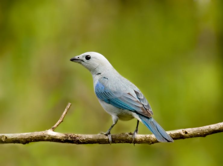 Beautiful Blue Tanager at Poas Volcano National Park, Alajuela