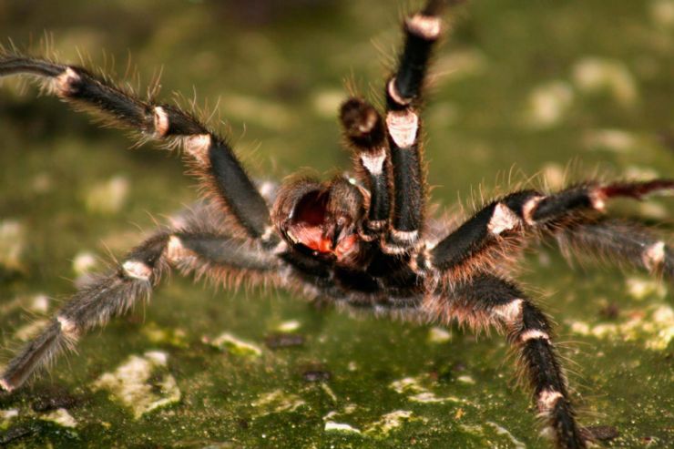 Scary & dangerous Brazilian wandering spider 