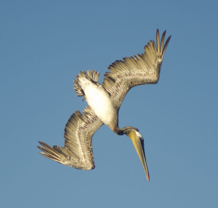 Brown Pelican diving for food off the coast of Corcovado